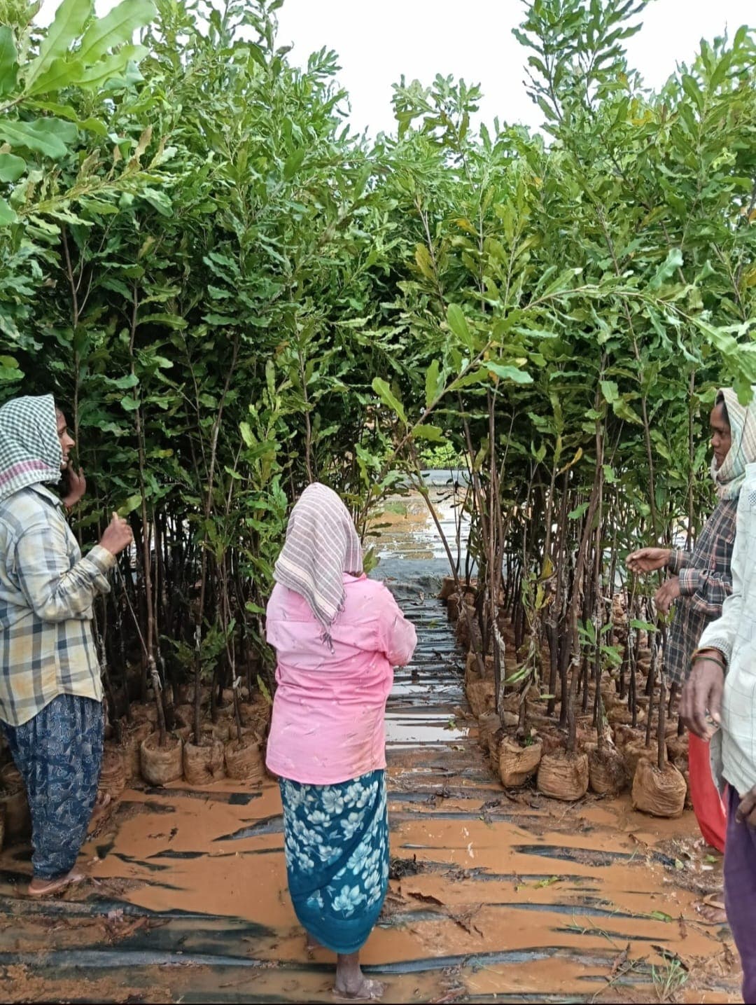 Macadamia Estate nursery rows ready for plantation