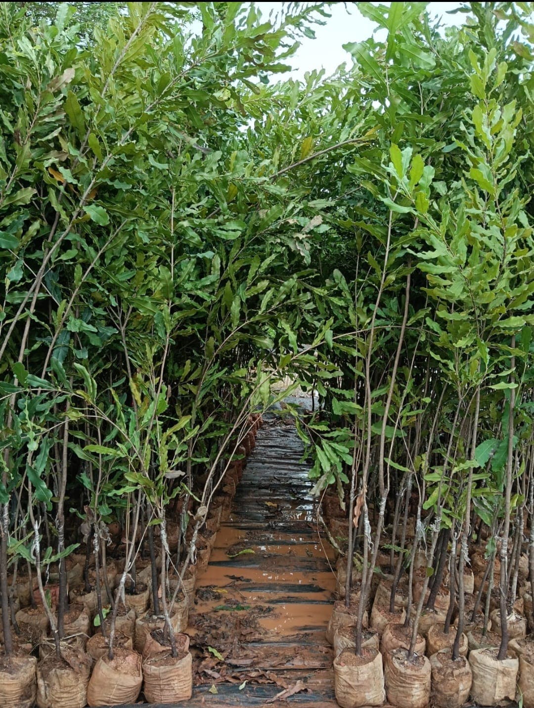 Macadamia Estate sapling plantation at Narayanakhed